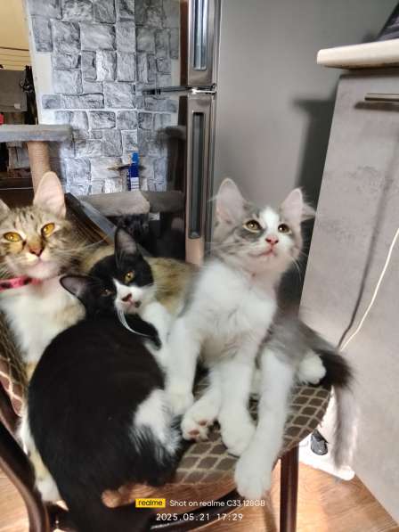 Котята в хорошие руки