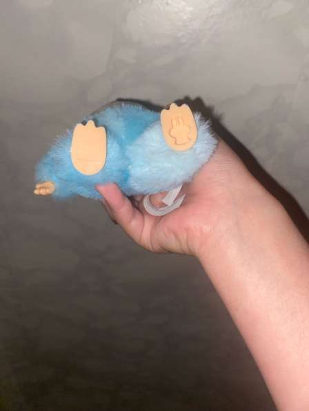 Продаю голобого лабубу (красивый качественный) в Магнитогорске фото 3