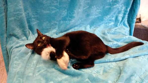 Весёлая чёрная кошечка с добрым сердцем в Санкт-Петербурге фото 10