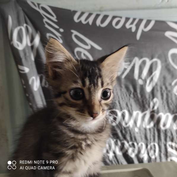 Котята в добрые руки в фото 7