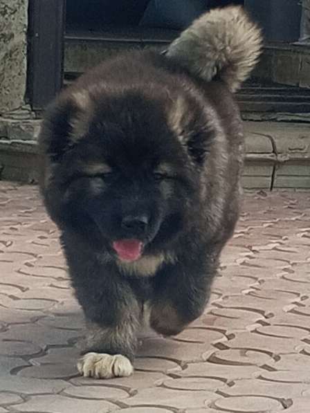 ПРОДАМ ЩЕНКОВ КАВКАЗСКОЙ ОВЧАРКИ в Донецке фото 4