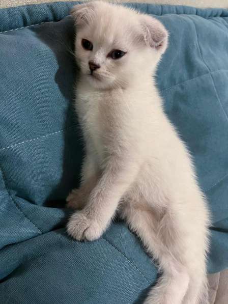 Котенок в Махачкале фото 5