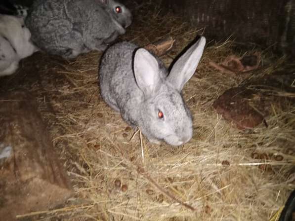 Продам кроликов