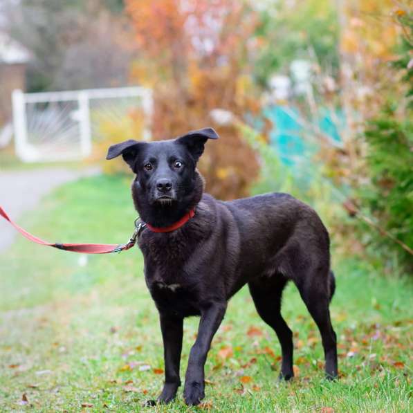 Собака с разноцветными глазами в Санкт-Петербурге фото 18