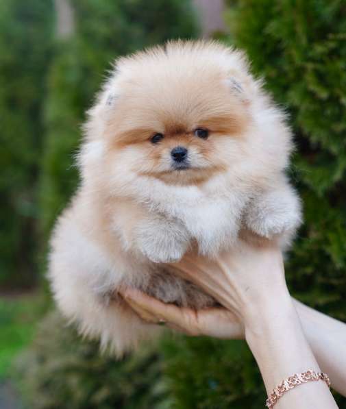 Pomeranski Mini Shpic Pomeranian Spitz Померанские Мини шпиц в фото 31