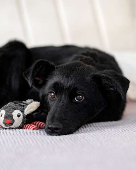 Маленькая Молли ищет свой дом! в Москве фото 9