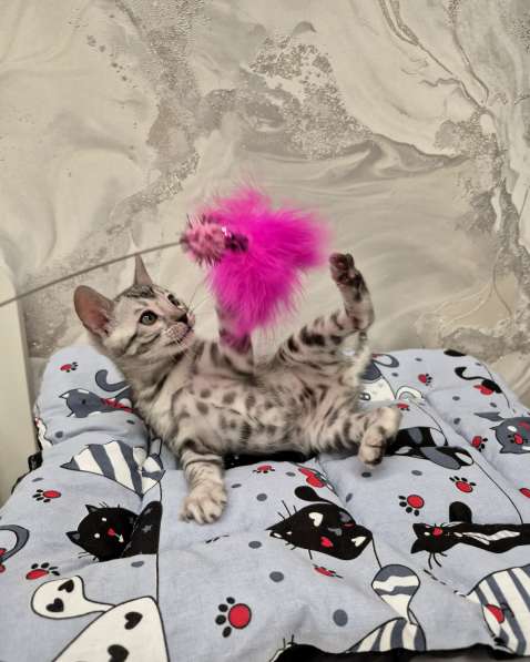 Бенгальские котята из питомника в Санкт-Петербурге фото 5