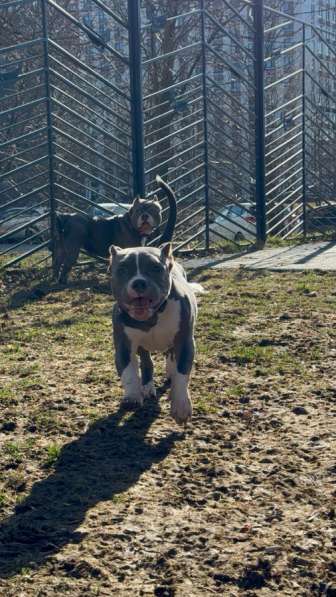 Американский були