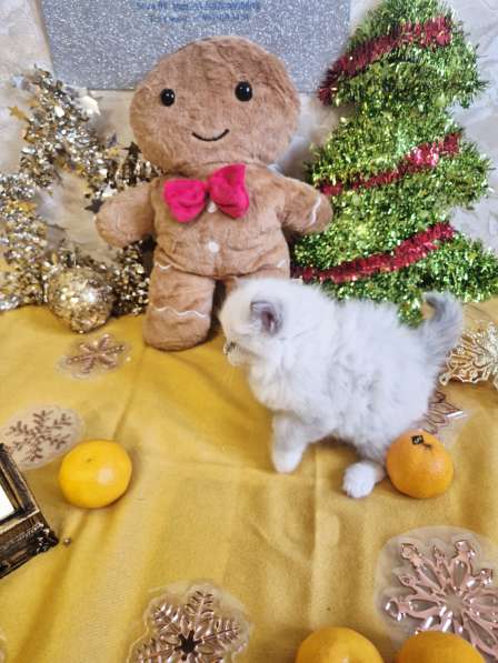 Милейшая Девочка Рэгдолл в Москве фото 6