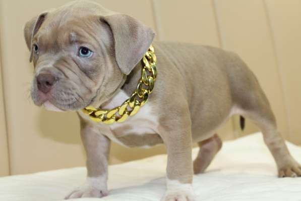 Шикарные щенки Американ Булли покет в фото 6