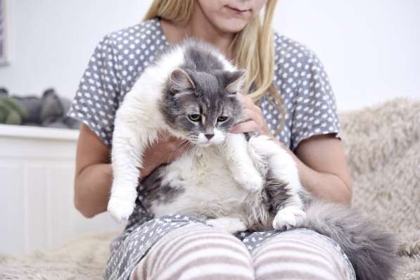 Пушистая Принцесса в дар в Москве фото 3