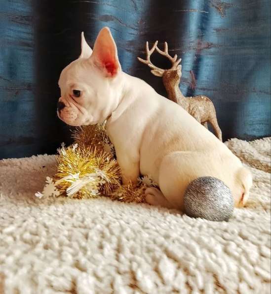 Французский бульдог в Уссурийске