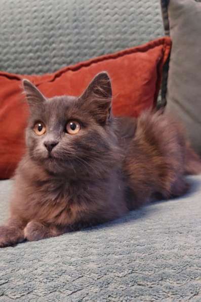 Красивая пушистая кошечка-подросток в Санкт-Петербурге фото 5