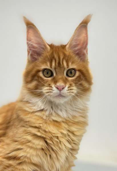 Large Maine Coons в Москве фото 10