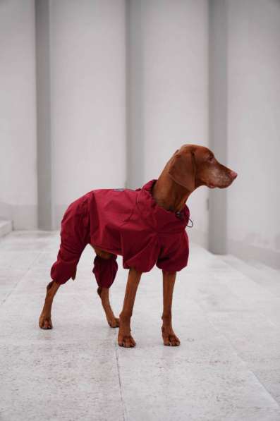 Одежда для собак всех размеров !! в фото 4