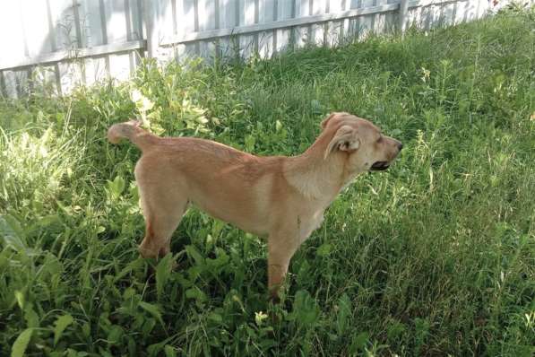 Замечательная собака-охранница Лиска в дар в фото 5