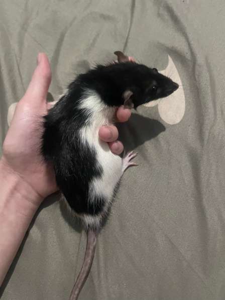 Продам крысу Дамбо