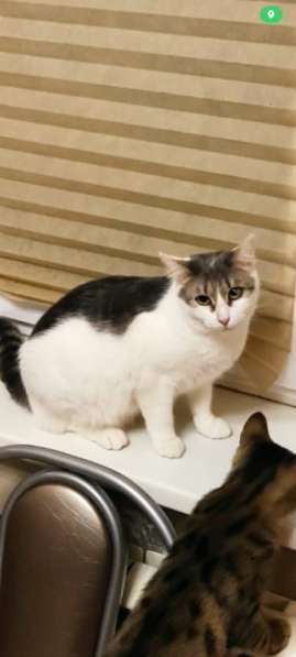 Кошечка Фрося в добрые руки в Москве фото 6