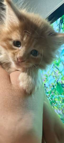 Котята мейн-кун в Чехове фото 4