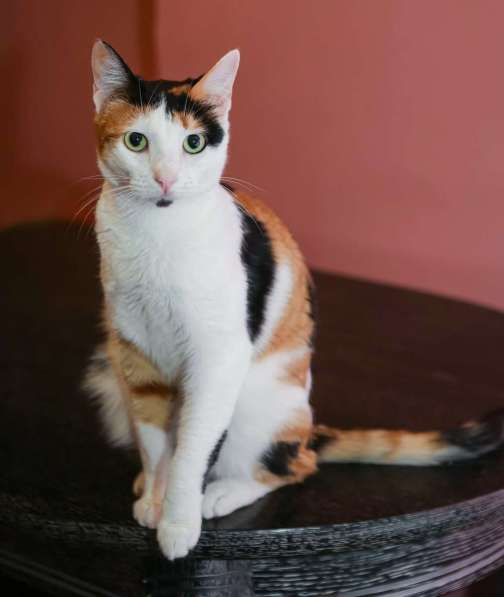Кошечка - красотка Шанель в добрые руки!