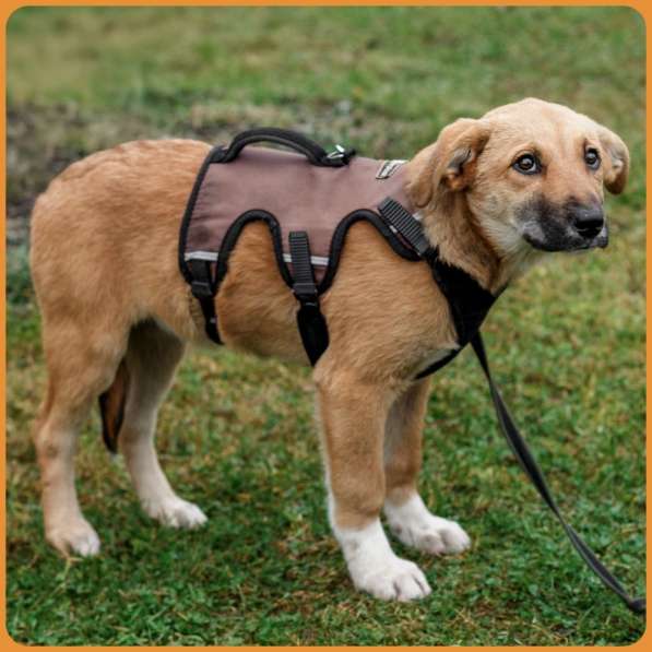 Щенок Алиса даром