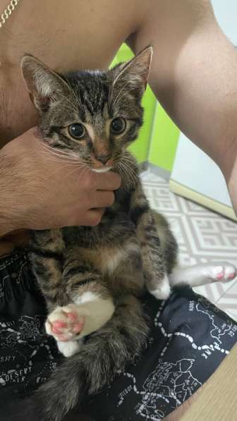 Кот - в добрые руки в Калининграде фото 4