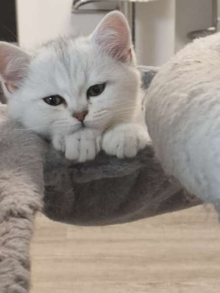 Британский короткошерстный котик в 