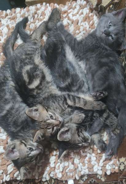 Отдам котят в добрые руки в 