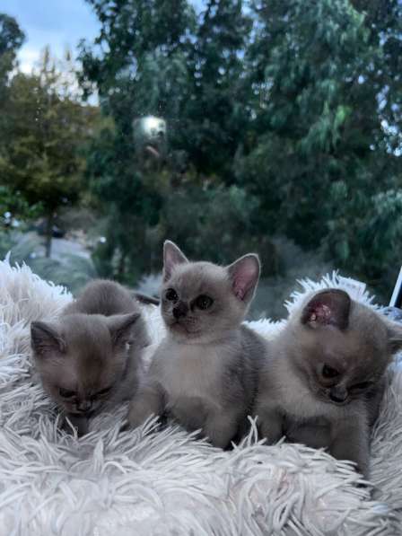 Бурманские котята в Адлере фото 3