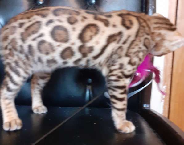 Бенгальская девочка в Москве фото 4