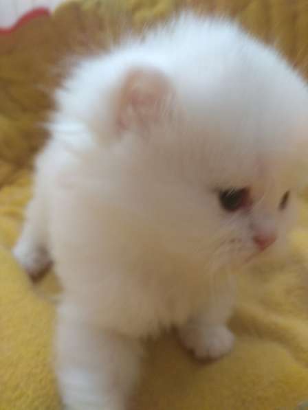 Белые вислоухие мальчик и девочка в фото 4