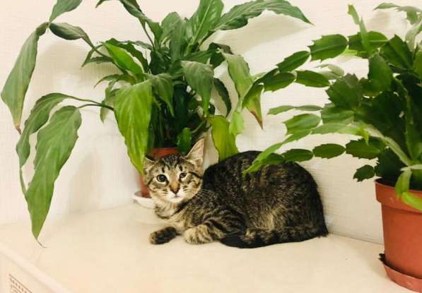 Мурлыка-котенок с дефектом глазика очень ищет дом в Санкт-Петербурге фото 28