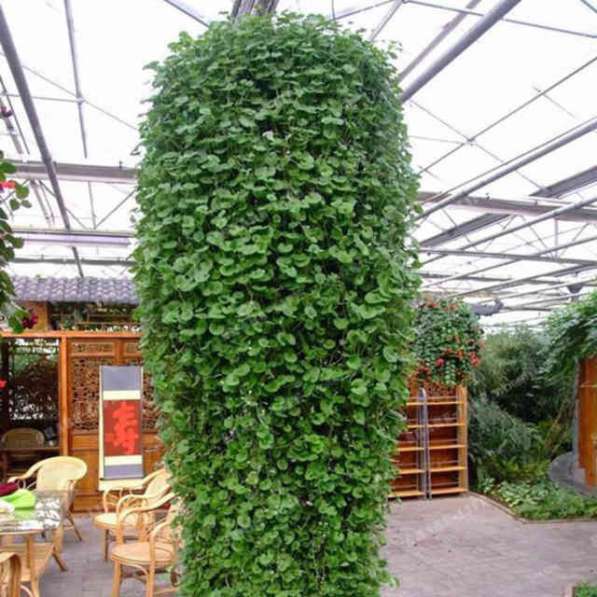 Дихондра в Чехове фото 3