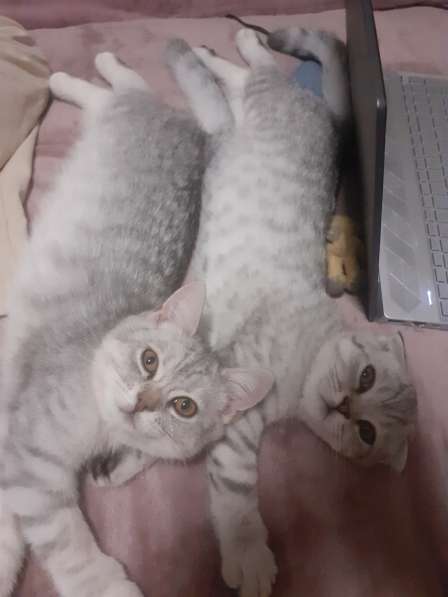 Котята британские в фото 6