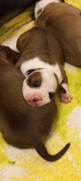 Шикарный рыжий мальчик аст резерв ркф в Москве фото 17