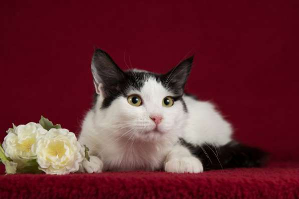 Ищет дом котенок турецкого вана Маня в Москве фото 4