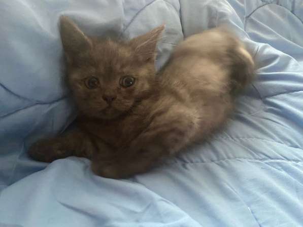 Британские Шотландские Котята в фото 15