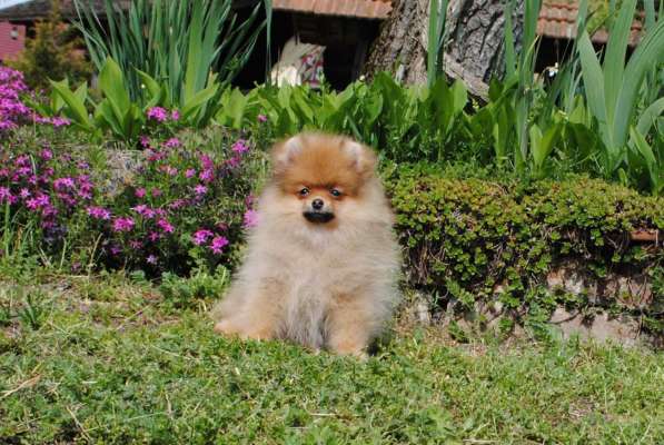 Pomeranian Spitz girl в фото 3