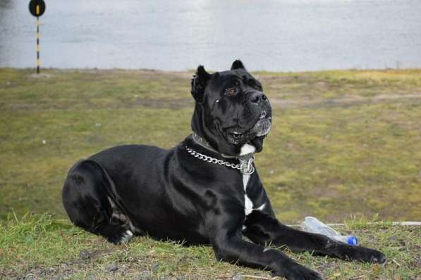 Щенки кане корсо (девочки) в фото 7