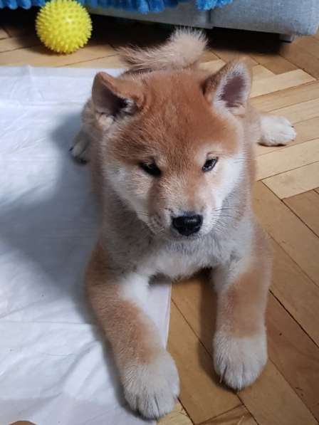 Щенок сиба (шиба) ину в Москве фото 3