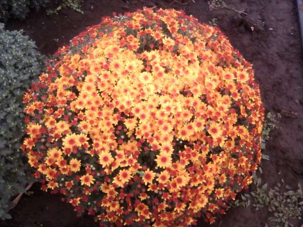 Шаровидные хризантемы в Майкопе фото 7