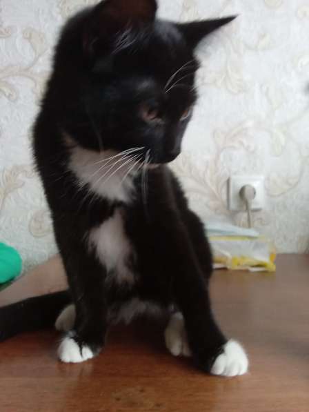 Котята черные 6 месяцев в Челябинске фото 3