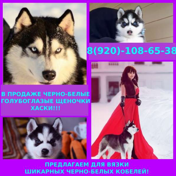 Щеночки хаски голубоглазые черно-белые