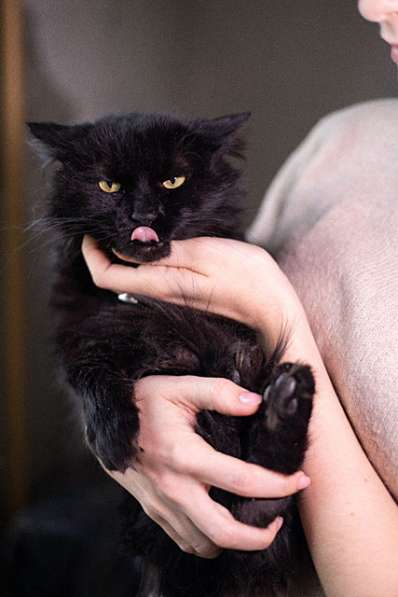 Ваша домашняя драгоценность, молодой черный котик Агат в дар в Москве фото 4