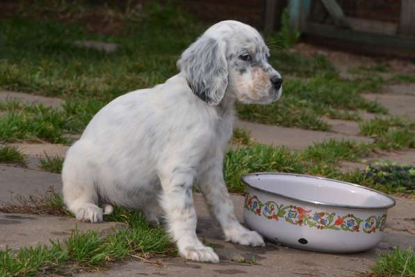 Английский сеттер щенки из элитного питомника в Москве фото 165