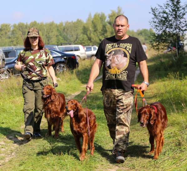 Щенки ирландского красного сеттера