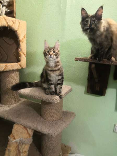 Девочка Мейн кун в Челябинске фото 14