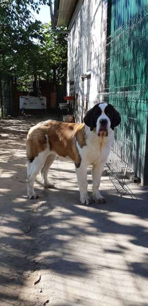 Щенки сенбернара в фото 30