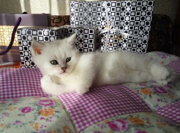 Британские котята в Санкт-Петербурге фото 9