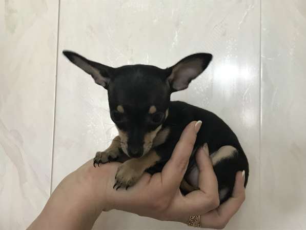 МИКРО русский той-терьер